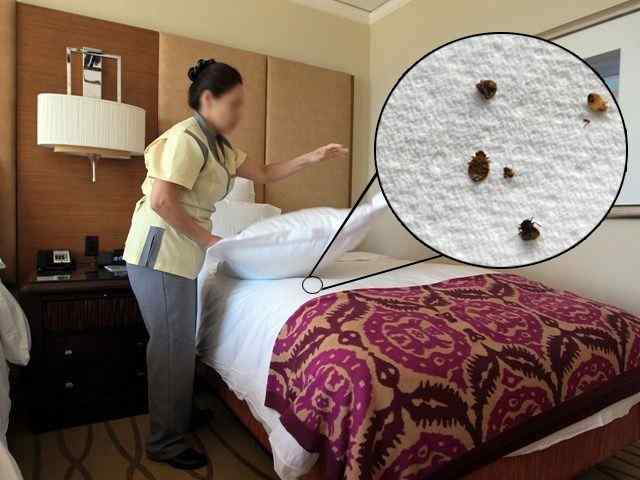 Bed bug control for apartments and communities