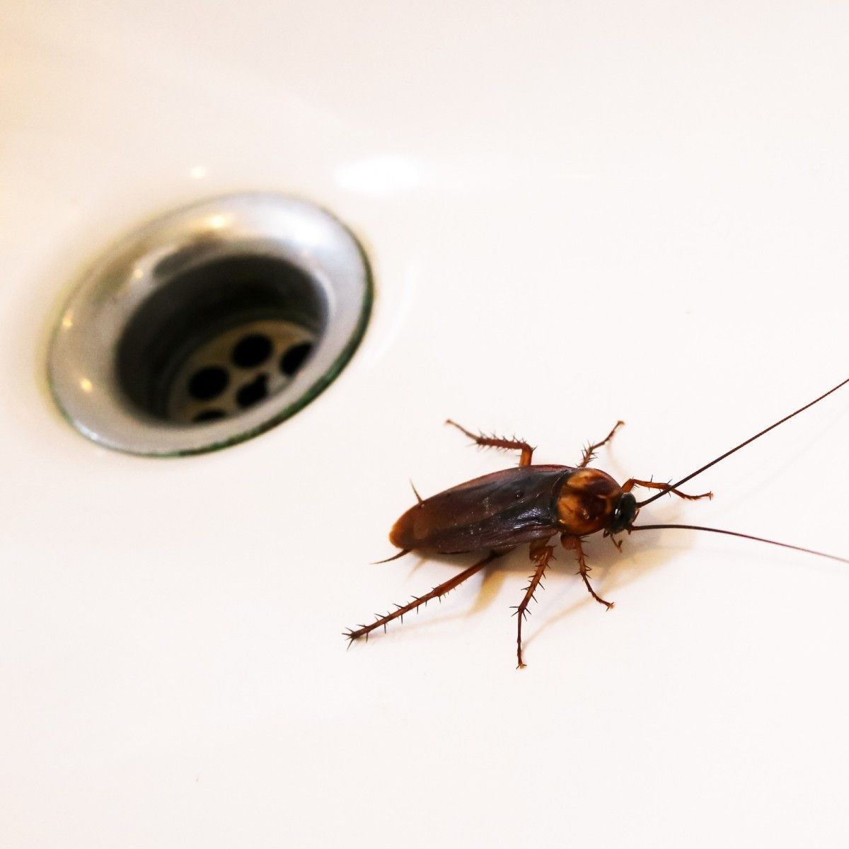 Cockroach hiding inside a crack or sheltered area
