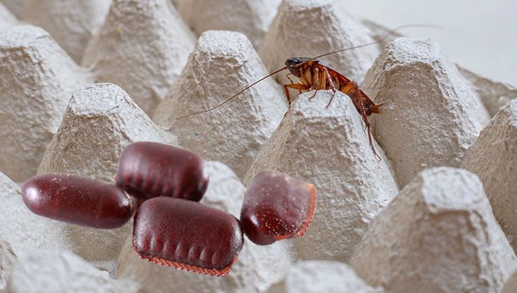 Cockroach egg case found in a hidden area