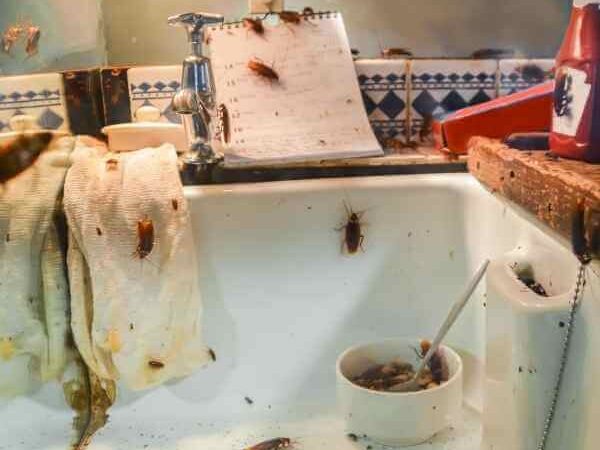 Cockroach activity near a kitchen sink and food area